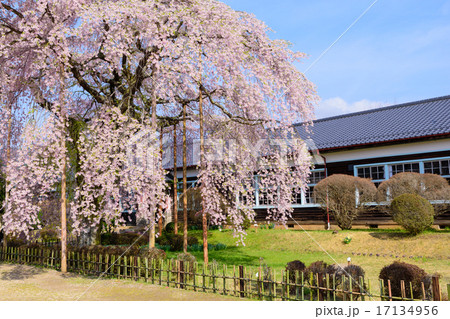 長野 飯田 杵原学校(旧山本中学校)の桜 長野 飯田 杵原学校(旧山本中学校)の桜 17134956