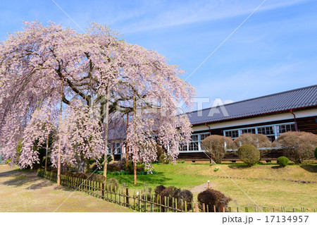 長野 飯田 杵原学校(旧山本中学校)の桜 長野 飯田 杵原学校(旧山本中学校)の桜 17134957