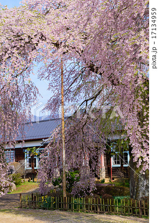 長野　飯田　杵原学校（旧山本中学校）の桜 17134959