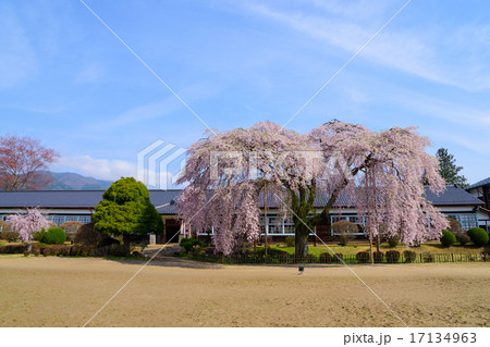 長野　飯田　杵原学校（旧山本中学校）の桜 17134963
