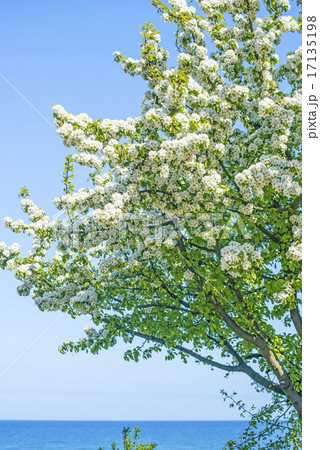 Tree at the Baltic Sea Tree at the Baltic Sea 17135198