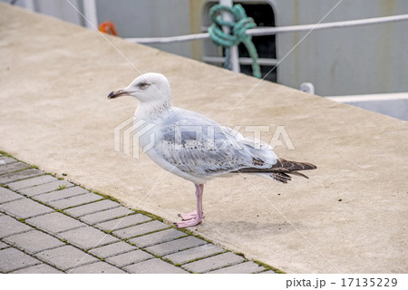 Herring gull, Larus fuscus L. young bird 17135229