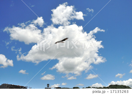 青空に雲 とんび 青空に雲 とんび 17135263
