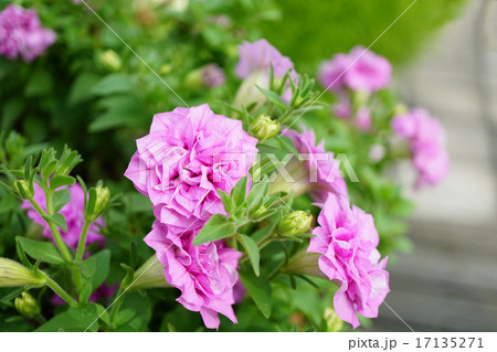 八重咲きのペチュニア 17135271