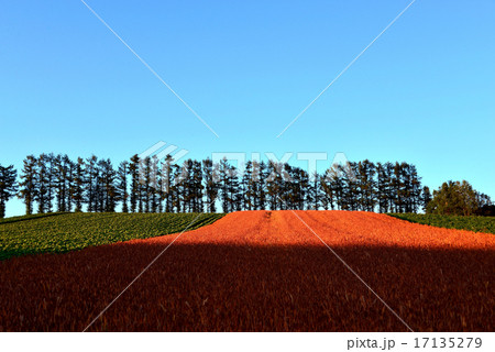 夕暮れの丘 17135279