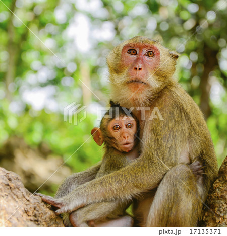 Monkey Family Monkey Family 17135371