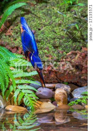 Blue-eared Kingfisher Diving 17135571