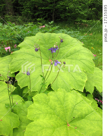 Astilboides (Astilboides tabularis) Astilboides (Astilboides tabularis) 17135895