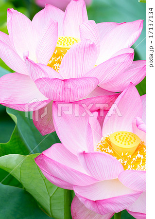 蓮 品種(原始蓮) 蓮 品種(原始蓮) 17137134