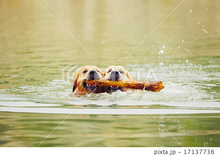 Two dogs in lake Two dogs in lake 17137736