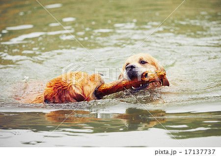 Two dogs in lake 17137737