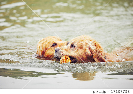 Two dogs in lake Two dogs in lake 17137738
