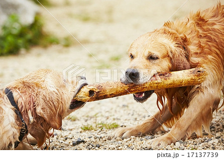 Two dogs with stick 17137739