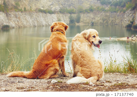 Two golden retriever dogs Two golden retriever dogs 17137740