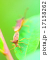カメムシ カメムシ 17138262