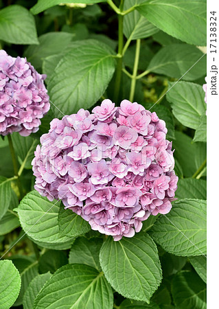 紫陽花 紫陽花 17138324