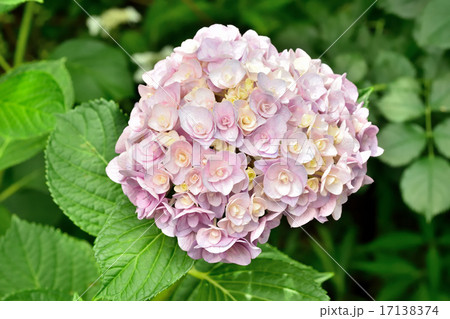 紫陽花 17138374