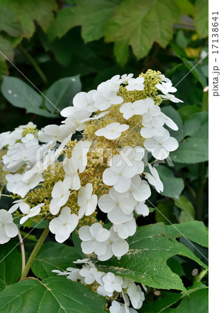 カシワバアジサイ カシワバアジサイ 17138641