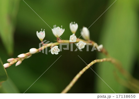 自然　植物　シロバナサクラタデ、雄花と雌花があり雌しべ（花柱）が花被より長いのが雌花です 17138650
