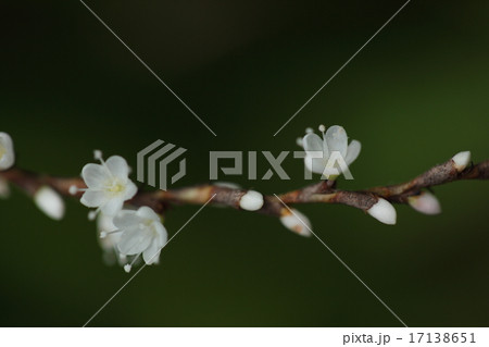 自然　植物　シロバナサクラタデ、花の奥のほうにある腺点が目立ちます 17138651