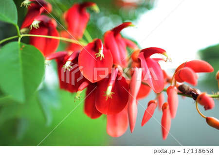 城南島に咲くアメリカデイゴ 17138658