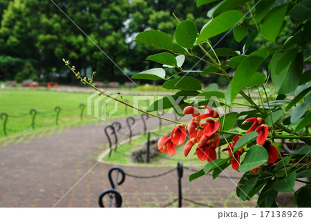8月花　熱帯植物アメリカデイゴ・マメ科09 17138926