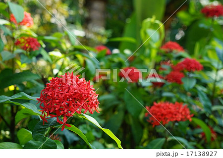 8月花　熱帯植物サンダンカ・キョウチクトウ科17 17138927