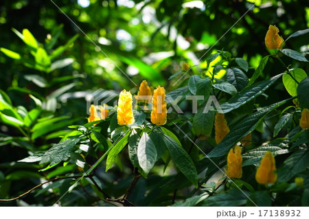 8月花　熱帯植物パキスタキス・キツネノマゴ科21 17138932