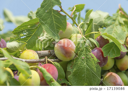 プルーン 17139086