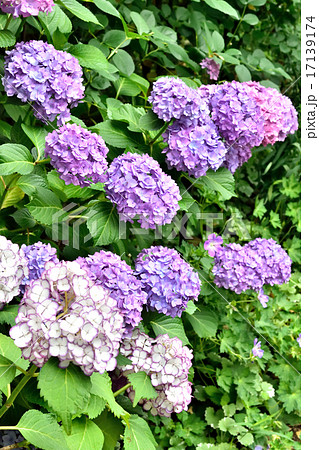 紫陽花 17139174