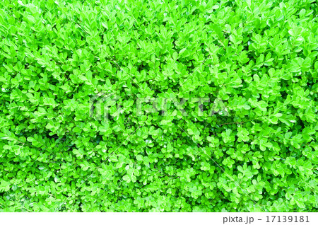 ボックスウッドの背景素材 17139181