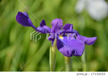 一輪の花菖蒲 一輪の花菖蒲 17139203