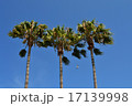 椰子の木と青空 17139998