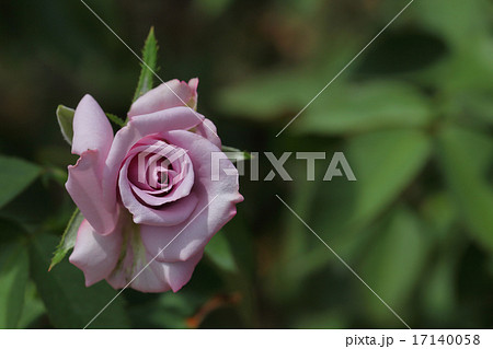 マダムヴィオレ・バラの花 17140058