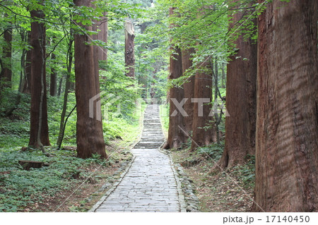 羽黒神社の参道の大木 17140450
