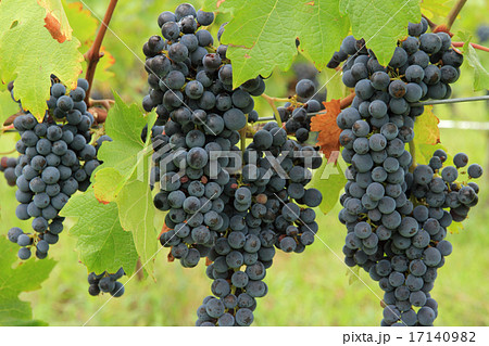 ワイン用ブドウ メルロ ワイン用ブドウ メルロ 17140982