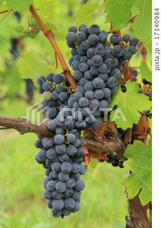 ワイン用ブドウ メルロ ワイン用ブドウ メルロ 17140984