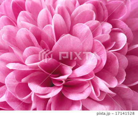 Chrysanthemum Chrysanthemum 17141528