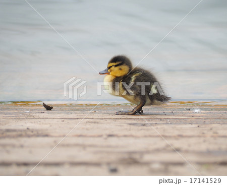 Mallard chick Mallard chick 17141529