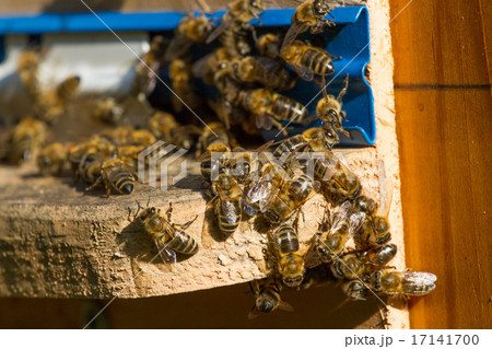Beehive. Macro shot of bees swarming on a honeycomb Beehive. Macro shot of bees swarming on a honeycomb 17141700