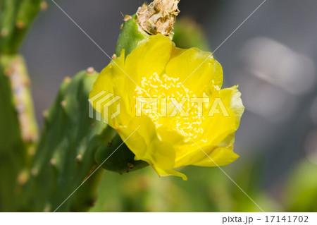 Beavertail Cactus Flower 17141702