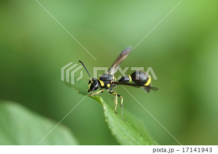 生き物 昆虫 ミカドトックリバチ、泥でトックリ型の巣を作るのでトックリバチです。なぜミカド? 生き物 昆虫 ミカドトックリバチ、泥でトックリ型の巣を作るのでトックリバチです。なぜミカド? 17141943