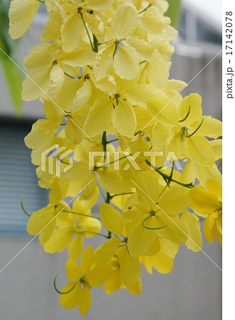 ナンバンサイカチ 黄色花 ナンバンサイカチ 黄色花 17142078