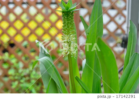 パイナップルリリー パイナップルリリー 17142291