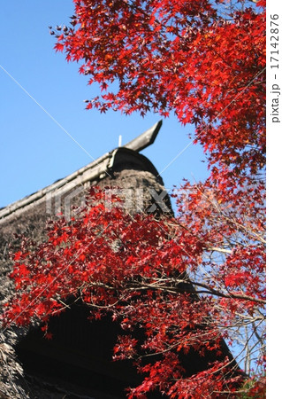 紅葉と藁葺き屋根 紅葉と藁葺き屋根 17142876