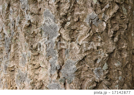 キハダ キハダ 17142877