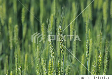 麦の穂 17143195