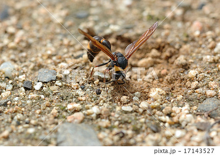 スズバチ 17143527