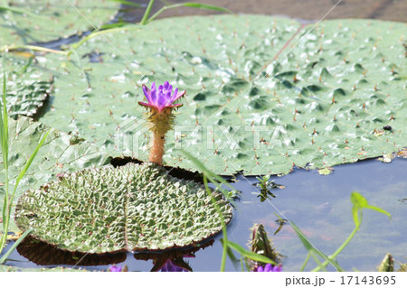 オニバスの葉と花 17143695