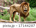 ライオン 17144287